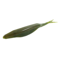 ZOOM FLUKE 5' GP WATERMELON ZOOM FLUKE 5' GP WATERMELON